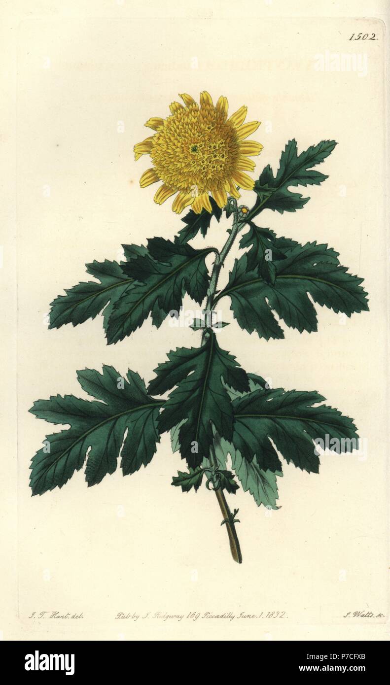 Doppio giallo indiano, crisantemo Chrysanthemum indicum var. plenum. Handcolored incisione su rame da S. Watts dopo una illustrazione di J.T. Hart da Sydenham Edwards del registro di botanica, Ridgeway, Londra, 1832. Foto Stock