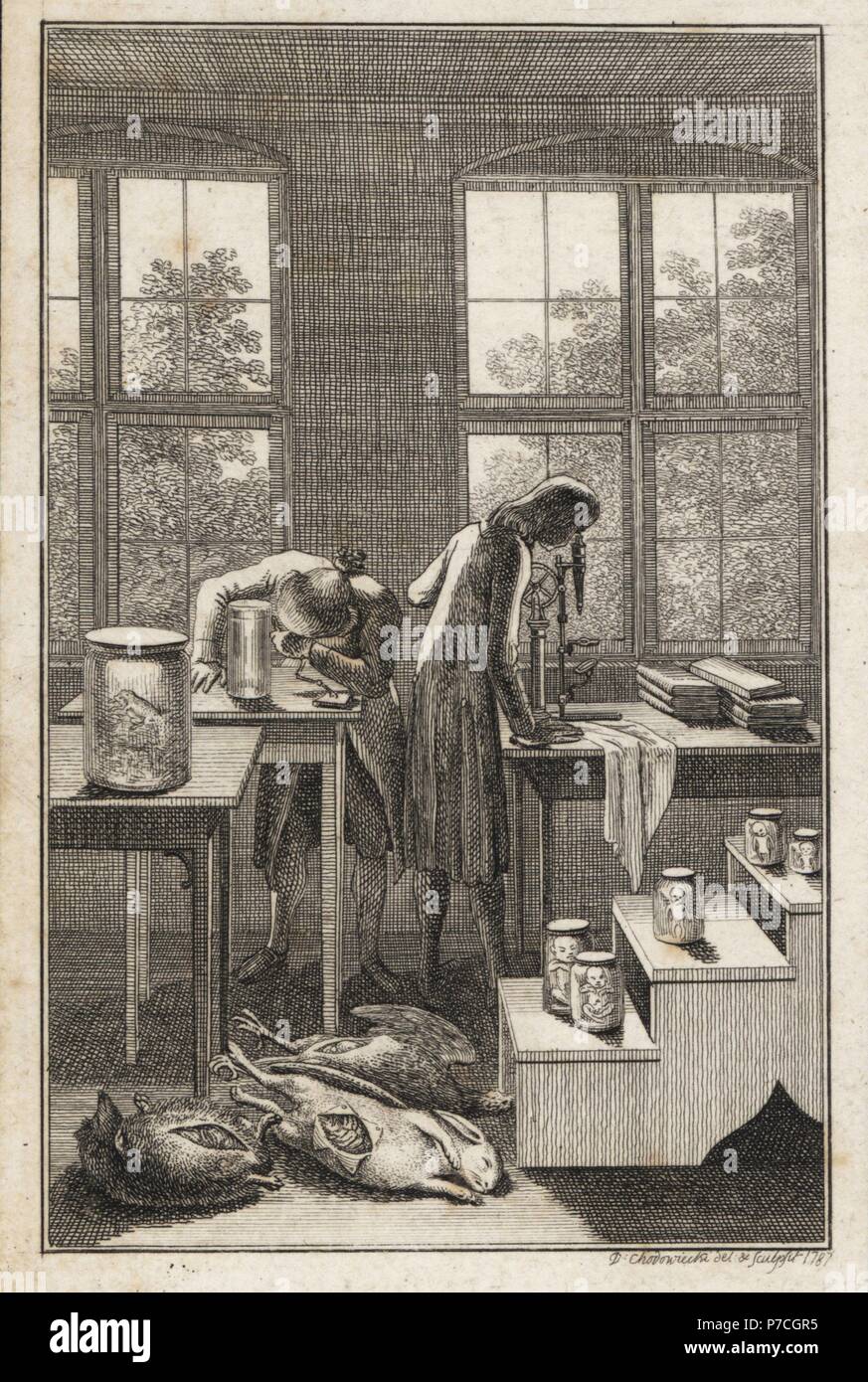 Gli scienziati in un laboratorio esaminando campioni in vasi, attraverso un microscopio, con la pancia gonfia animali e gli uccelli cadaveri sul pavimento. Incisione su rame di Daniel Chodowiecki, Berlino, 1787. Foto Stock Gli scienziati in un laboratorio esaminando campioni in vasi, attraverso un microscopio, con la pancia gonfia animali e gli uccelli cadaveri sul pavimento. Incisione su rame di Daniel Chodowiecki, Berlino, 1787. Foto Stock