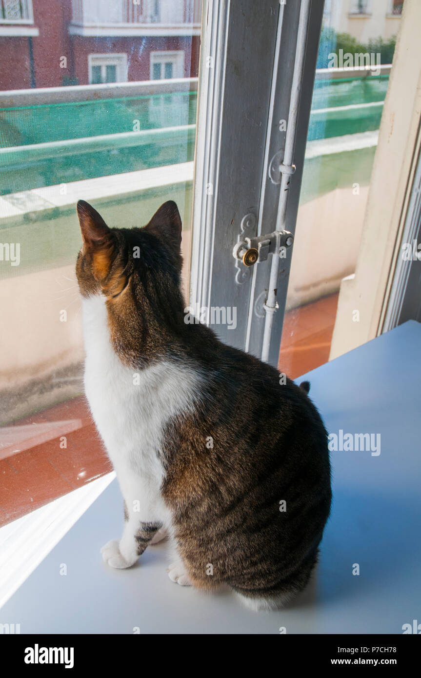 Tabby e white cat guardando attraverso la finestra. Foto Stock