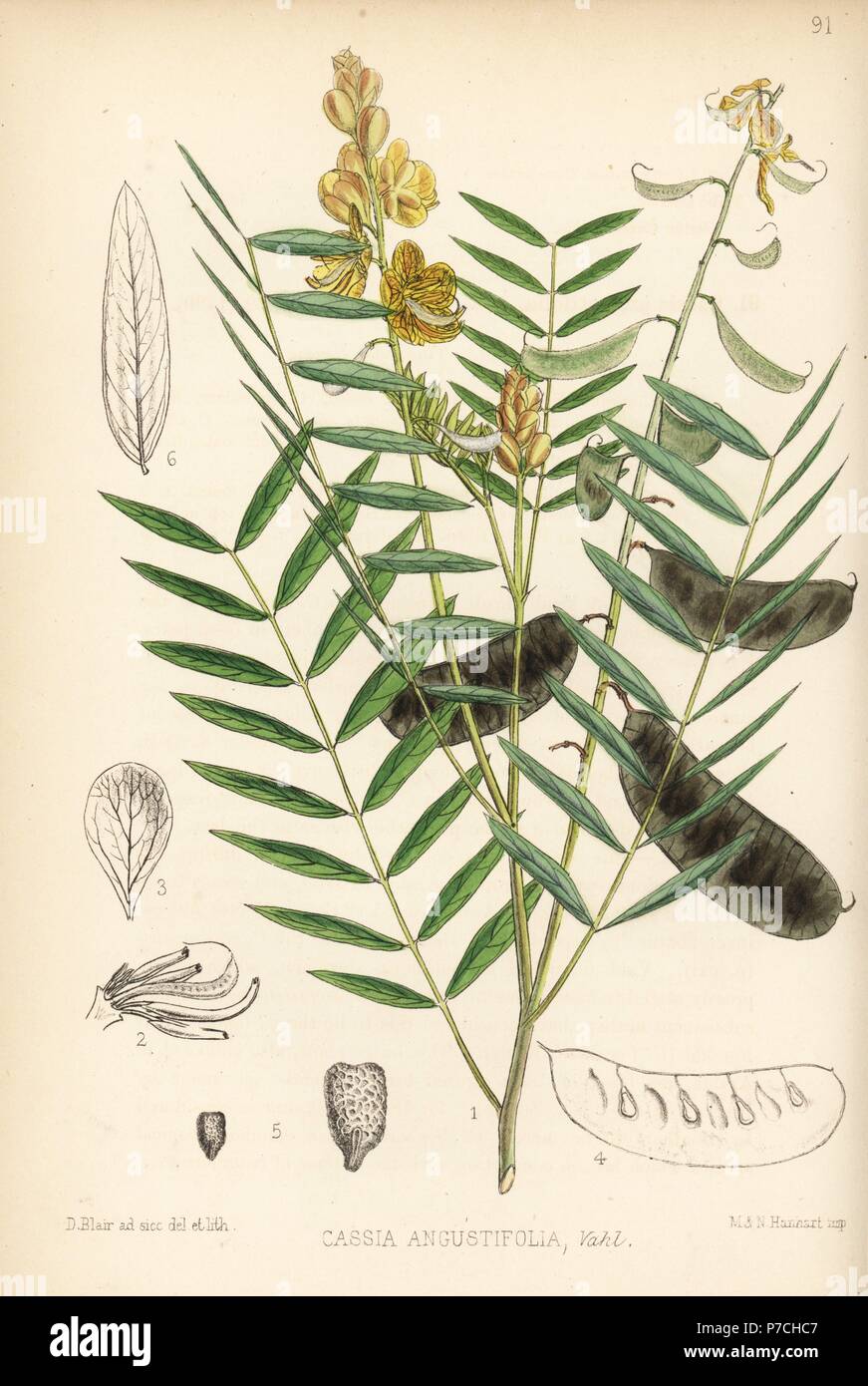 Senna alessandrina, Senna alessandrina (Arabian senna o tinnivelly senna,  la Cassia angustifolia). Litografia Handcolored da Hanhart dopo una  illustrazione botanica da David Blair da Robert Bentley e Henry Trimen di  piante medicinali,