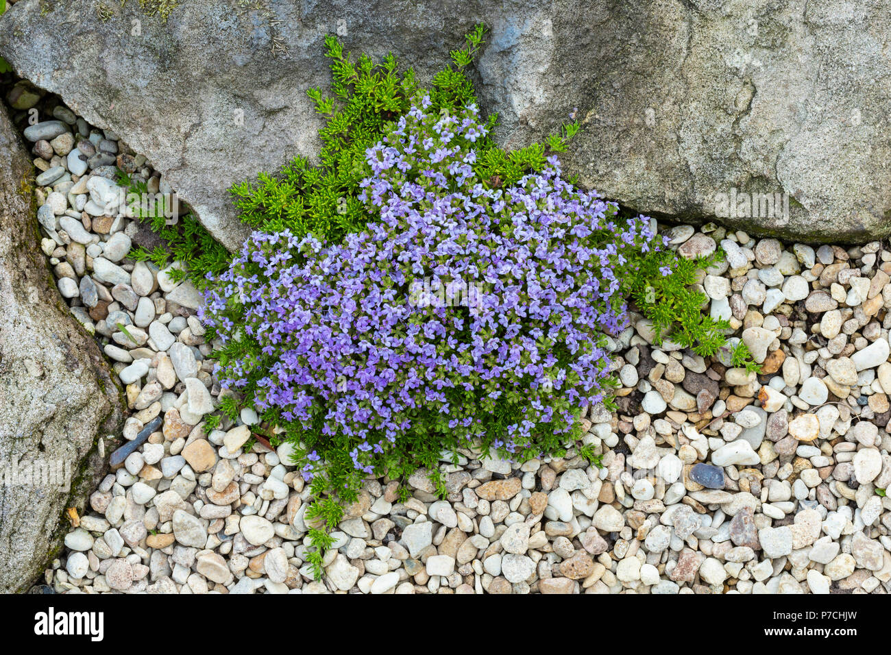 Timo, Timo, specie su un rockery o macereti giardino. Foto Stock