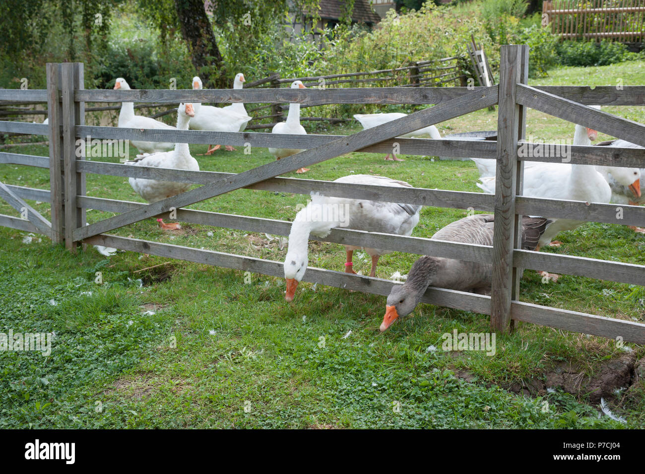 Oche domestiche, schwaebisch hall, Hohenlohe regione, Baden-Wuerttemberg, Heilbronn-Franconia, Germania Foto Stock