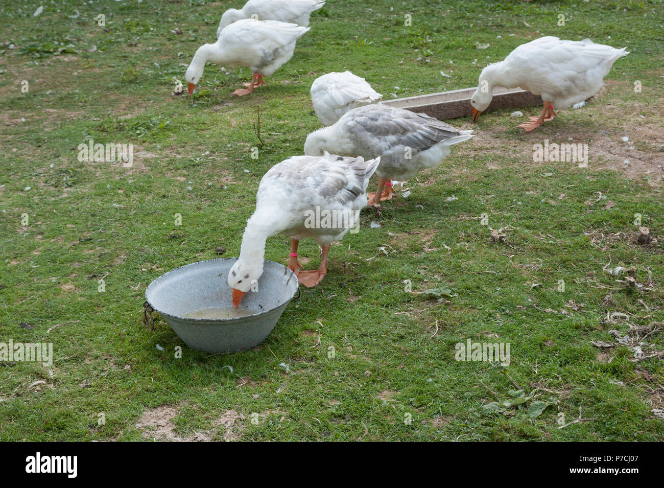 Oche domestiche, schwaebisch hall, Hohenlohe regione, Baden-Wuerttemberg, Heilbronn-Franconia, Germania Foto Stock