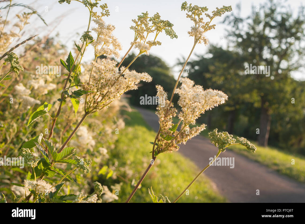 Olmaria, sulle Alpi di Berchtesgaden, Alta Baviera, watzmann montagne, Germania (Filipendula ulmaria) Foto Stock