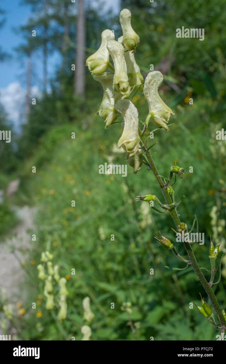 Giallo wolfsbane, sulle Alpi di Berchtesgaden, Alta Baviera, watzmann montagne, Germania (Aconitum lycoctonum) Foto Stock