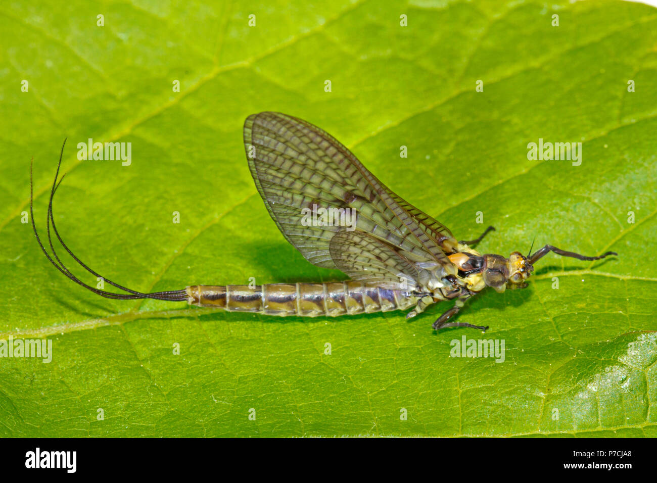 Comune di mayfly, (Ephemera danica) Foto Stock