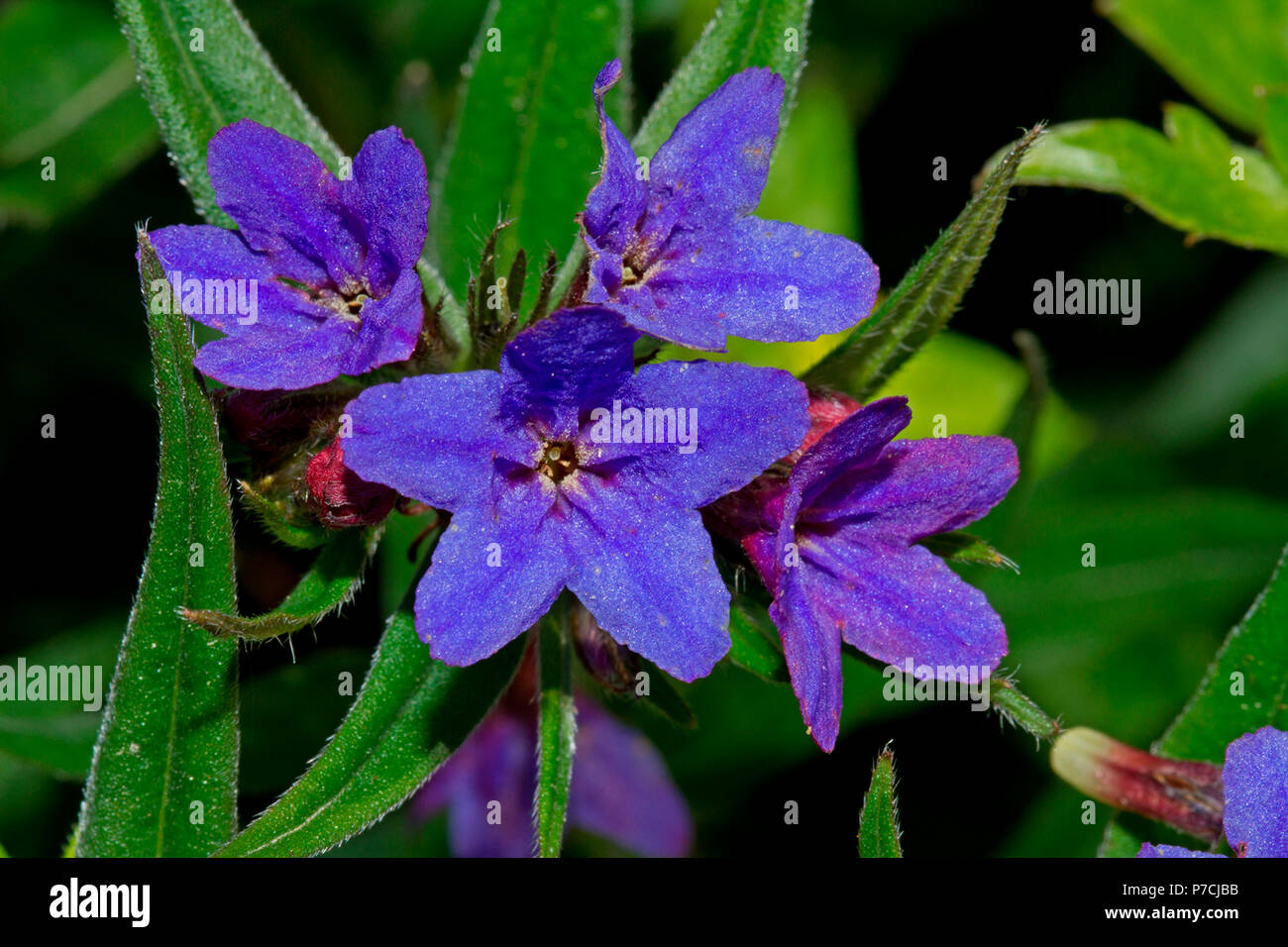 Gromwell viola, piante, fiori selvatici, fiorisce, blu, quattro, foglie, verde (Aegonychon purpurocaeruleum) Foto Stock