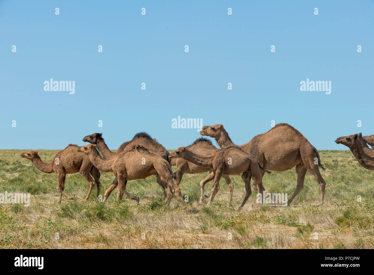 Dromedari, acceso, allevamento di cammelli, allevamento di cavalli, regione sud, Kazakistan, (Camelus dromedarius) Foto Stock