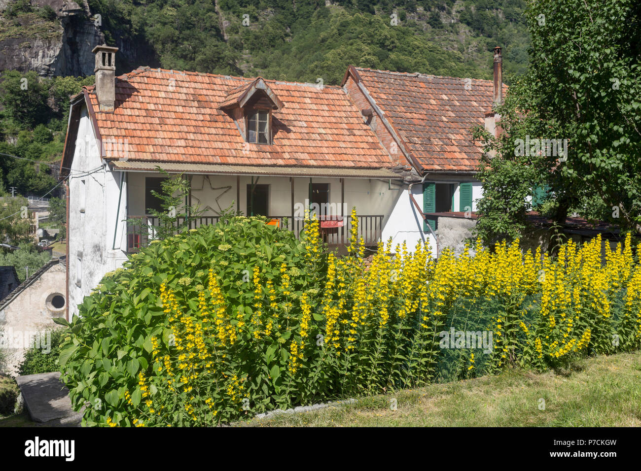 Un cottage con fiori gialli in fiore Foto Stock