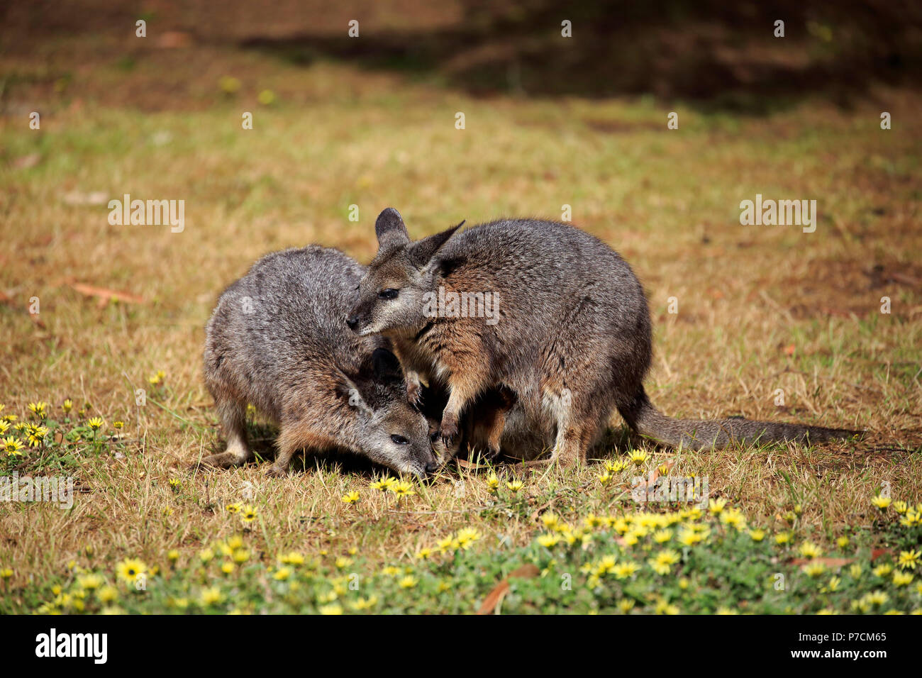 Tammar Wallaby, Dama-Wallaby, due adulti alimentazione, Kangaroo Island, South Australia, Australia (Macropus eugenii) Foto Stock