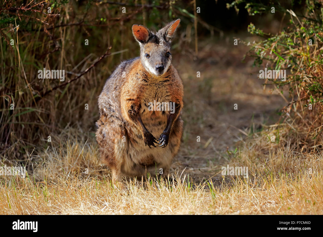 Tammar Wallaby, Dama-Wallaby, adulto, Kangaroo Island, South Australia, Australia (Macropus eugenii) Foto Stock