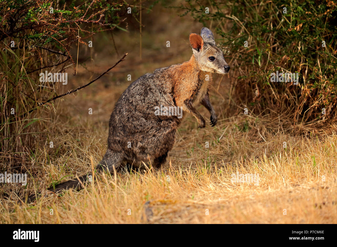 Tammar Wallaby, Dama-Wallaby, adulto, Kangaroo Island, South Australia, Australia (Macropus eugenii) Foto Stock