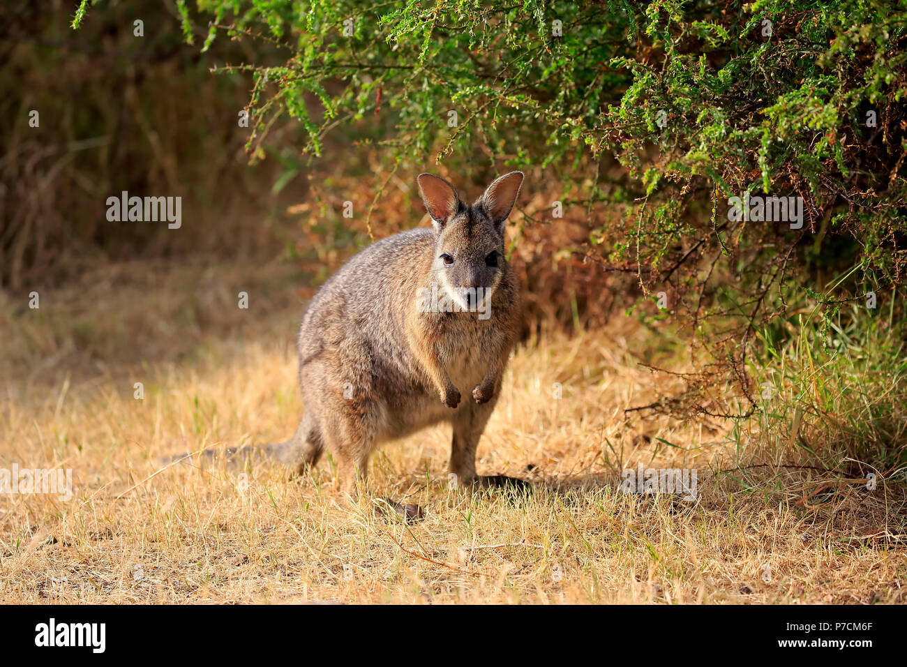 Tammar Wallaby, Dama-Wallaby, adulto, Kangaroo Island, South Australia, Australia (Macropus eugenii) Foto Stock