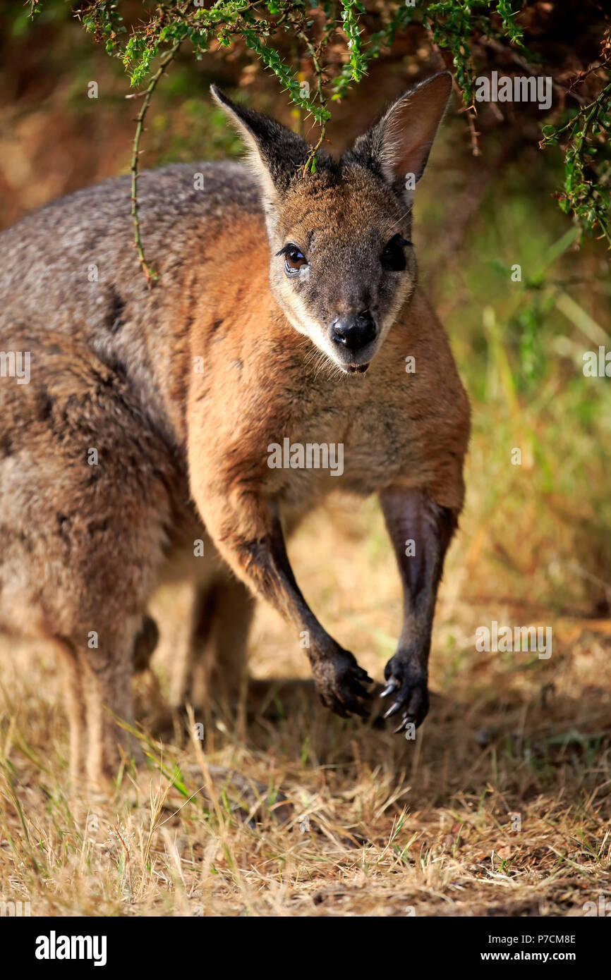 Tammar Wallaby, Dama-Wallaby, adulto, Kangaroo Island, South Australia, Australia (Macropus eugenii) Foto Stock