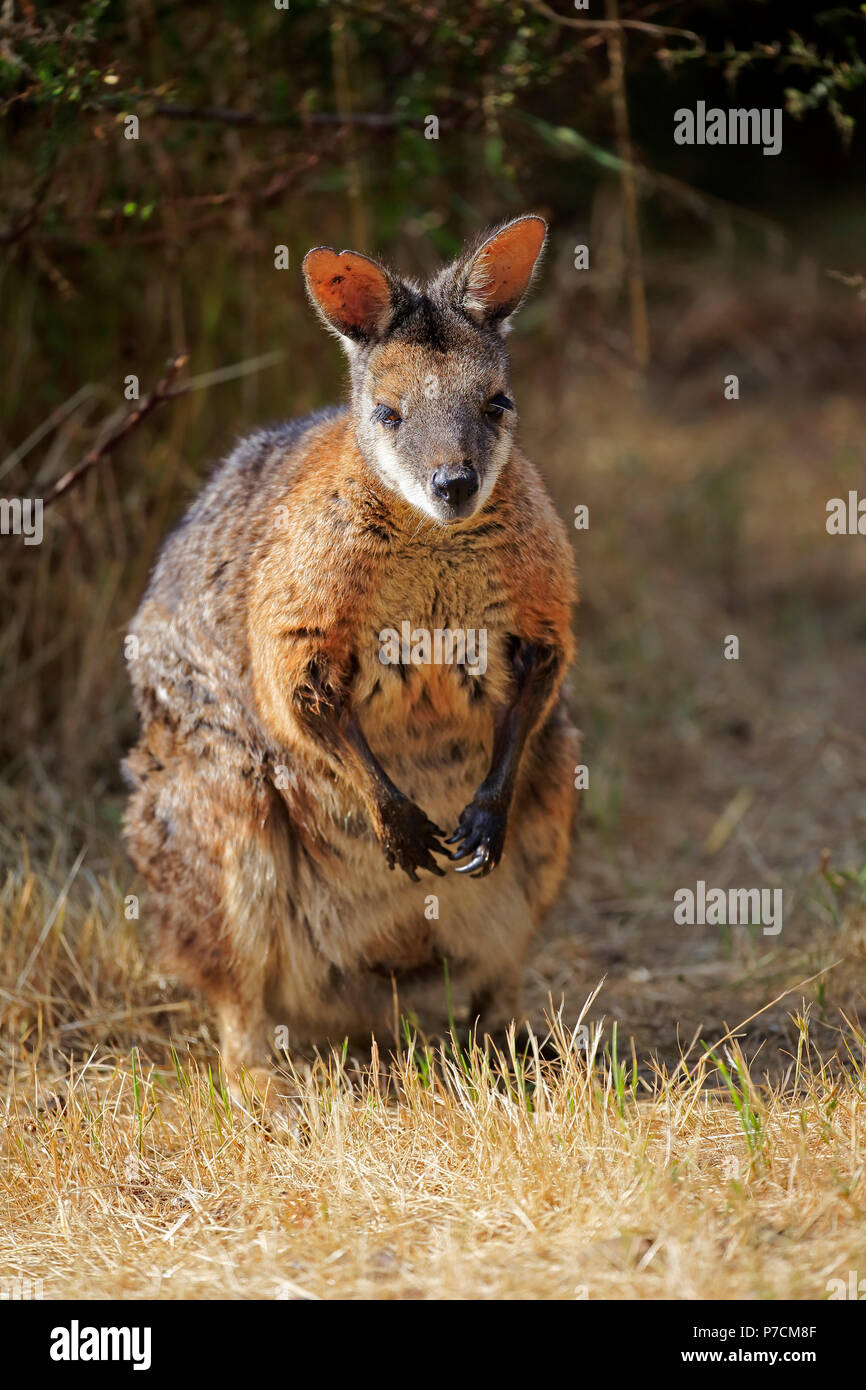 Tammar Wallaby, Dama-Wallaby, adulto, Kangaroo Island, South Australia, Australia (Macropus eugenii) Foto Stock