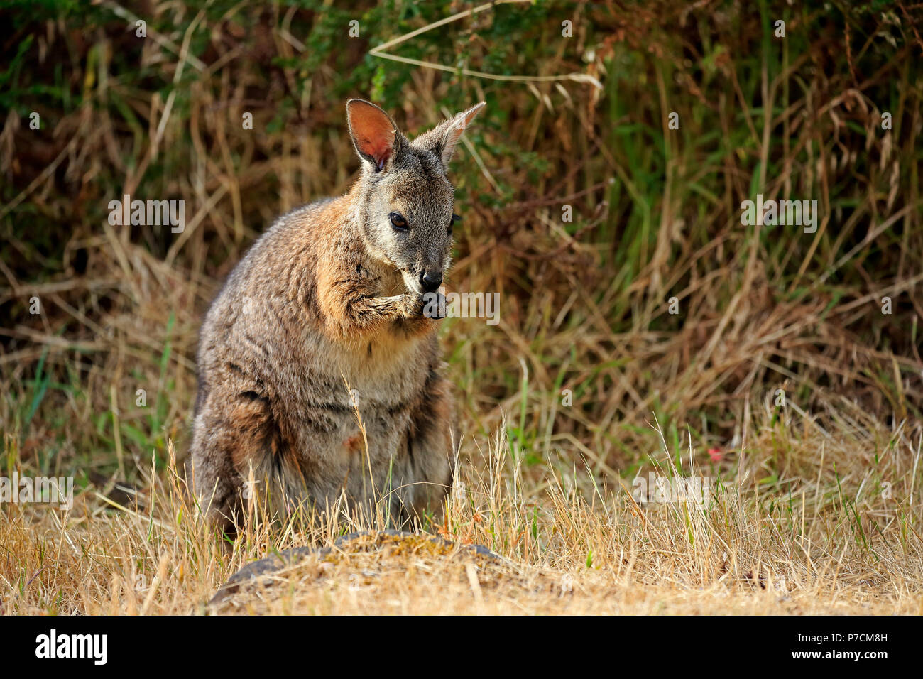 Tammar Wallaby, Dama-Wallaby, adulto Alimentazione, Kangaroo Island, South Australia, Australia (Macropus eugenii) Foto Stock