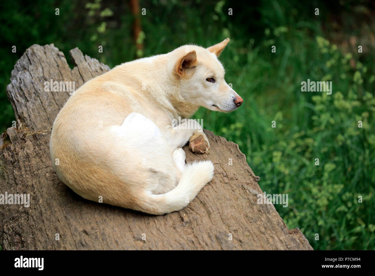Dingo, adulto, appoggio Cuddlly Creek, South Australia, Australia (canis familiaris dingo) Foto Stock