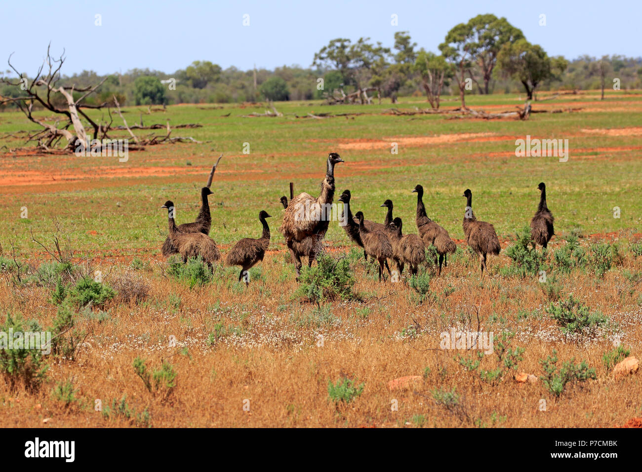 L'Uem, adulti con youngs passeggiate, famiglia, gruppo Sturt Nationalpark, Nuovo Galles del Sud, Australia, (Dromaius novaehollandiae) Foto Stock