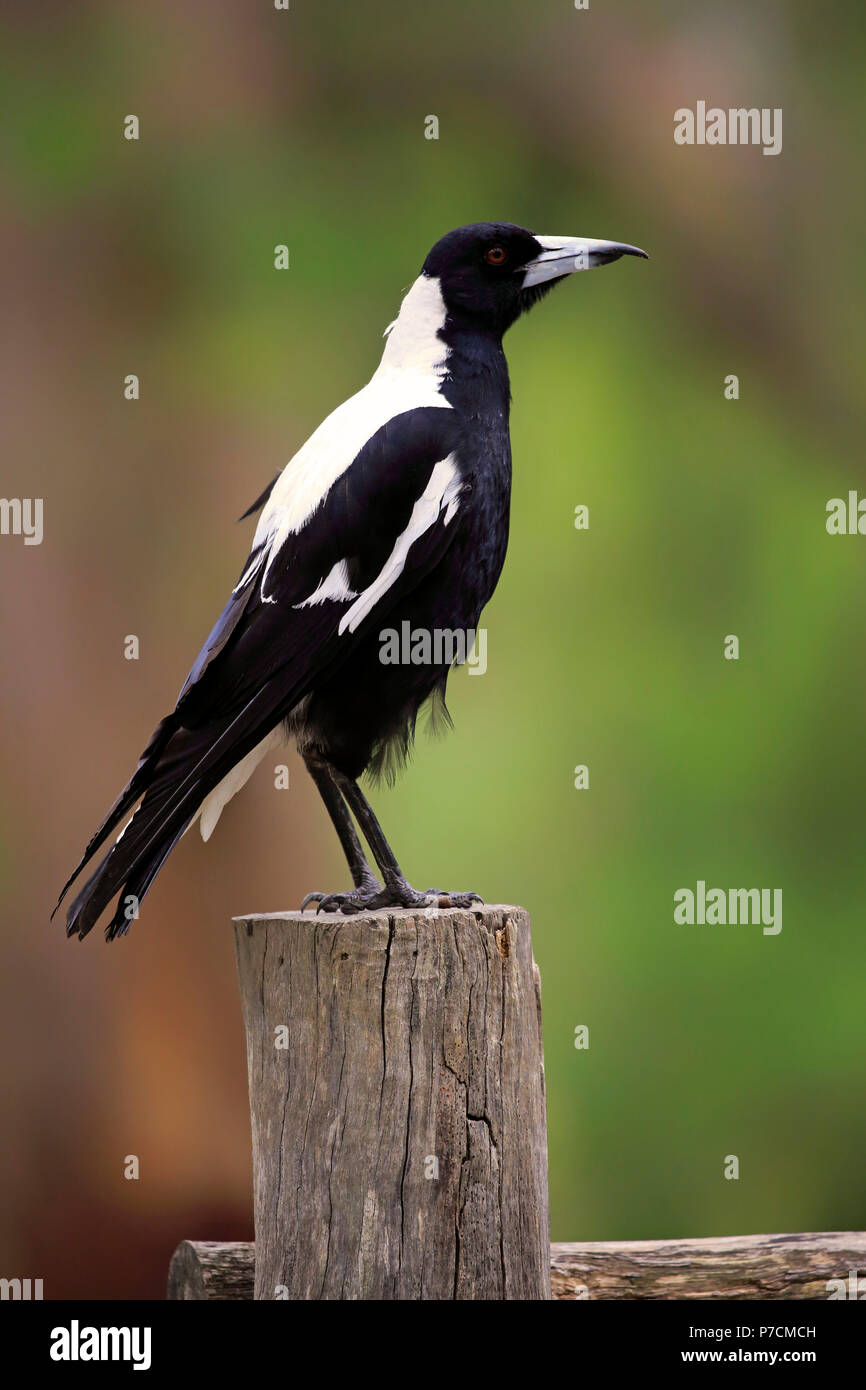 Australian gazza, Adelaide, Australia del Sud, Australia, (Gymnorhina tibicen) Foto Stock