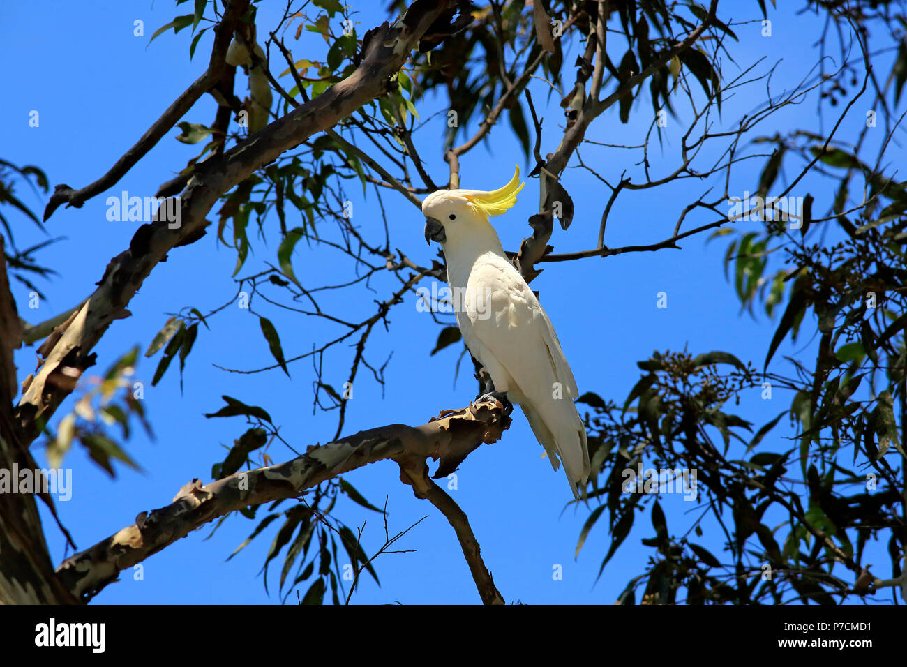 Zolfo-crested Cockatoo, adulto su albero, Murramarang National Park, Sud Australia, Australia (Cacatua galerita) Foto Stock