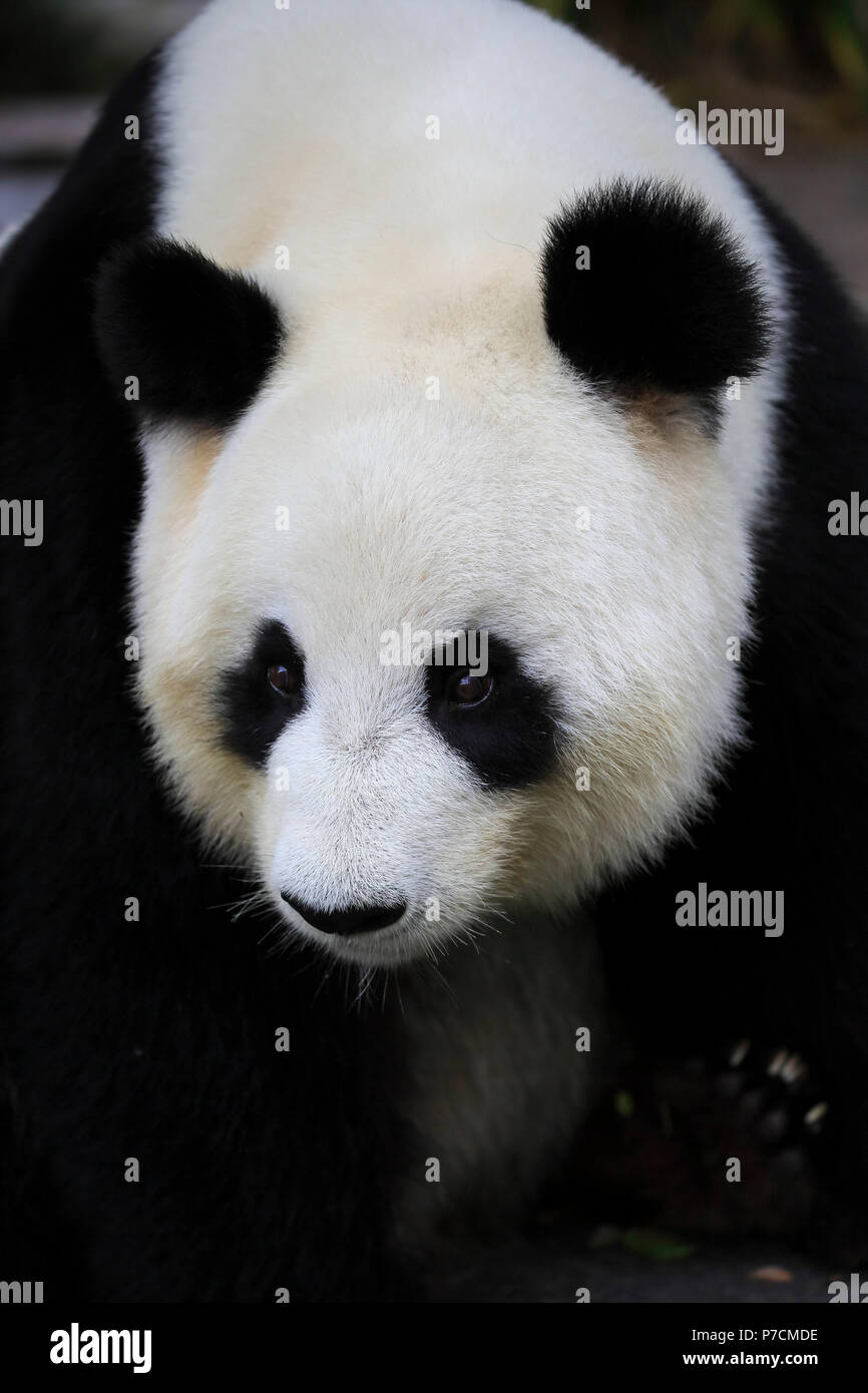 Panda gigante, adulti ritratto, Adelaide, Australia del Sud, Australia, (Ailuropoda melanoleuca) Foto Stock