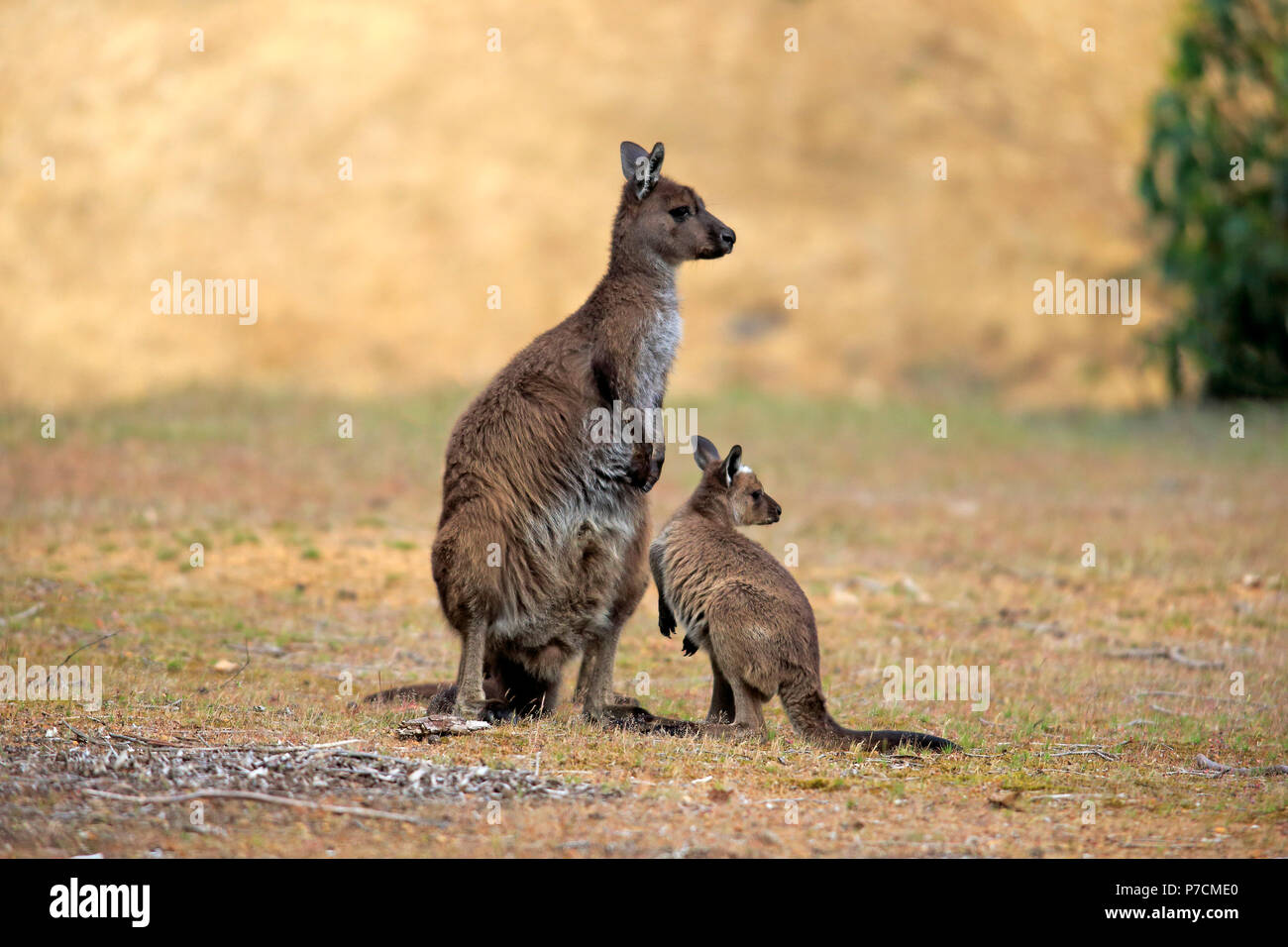 Kangaroo Island Kangaroo, adulti con i giovani, la madre con i giovani, Kangaroo Island, South Australia, Australia (Macropus fuliginosus fuliginosus) Foto Stock