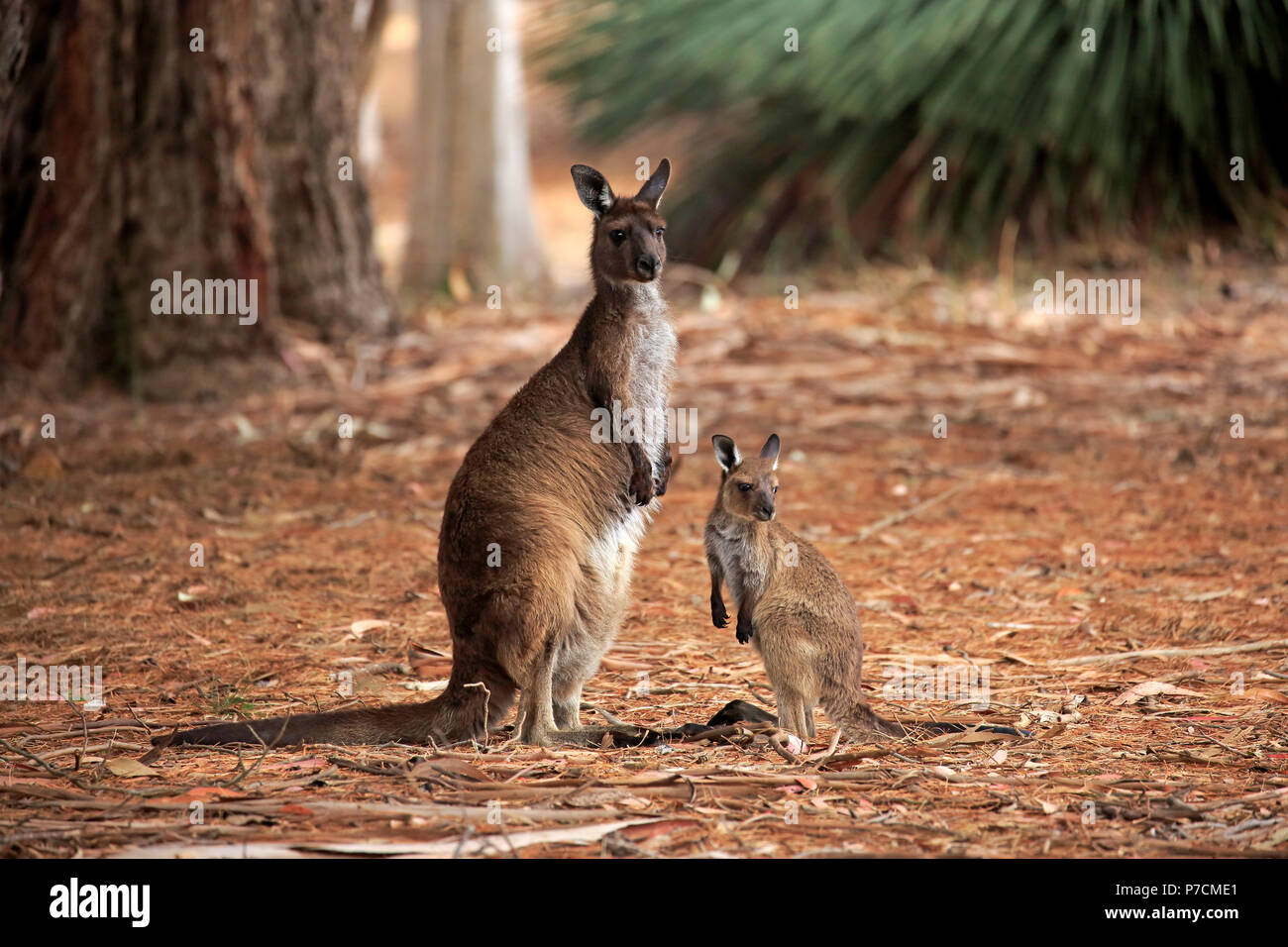 Kangaroo Island Kangaroo, adulti con i giovani, la madre con i giovani, Kangaroo Island, South Australia, Australia (Macropus fuliginosus fuliginosus) Foto Stock