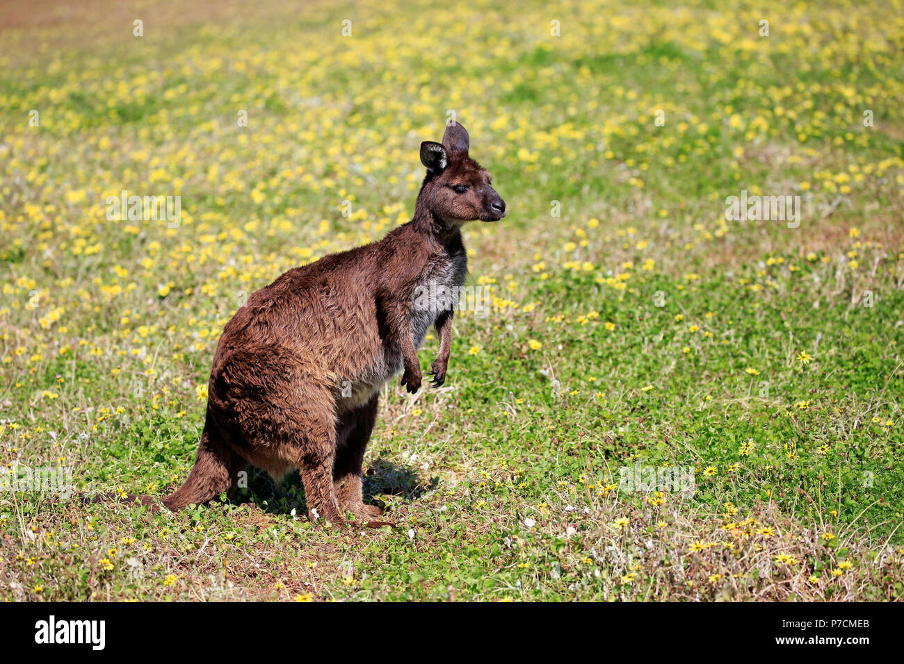 Kangaroo Island Kangaroo, adulti avviso sul prato, Kangaroo Island, South Australia, Australia (Macropus fuliginosus fuliginosus) Foto Stock