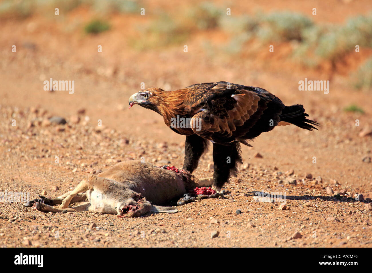 Wedge-Tailed Eagle, adulto in preda, Sturt Nationalpark, Nuovo Galles del Sud, Australia, (l'Aquila audax) Foto Stock