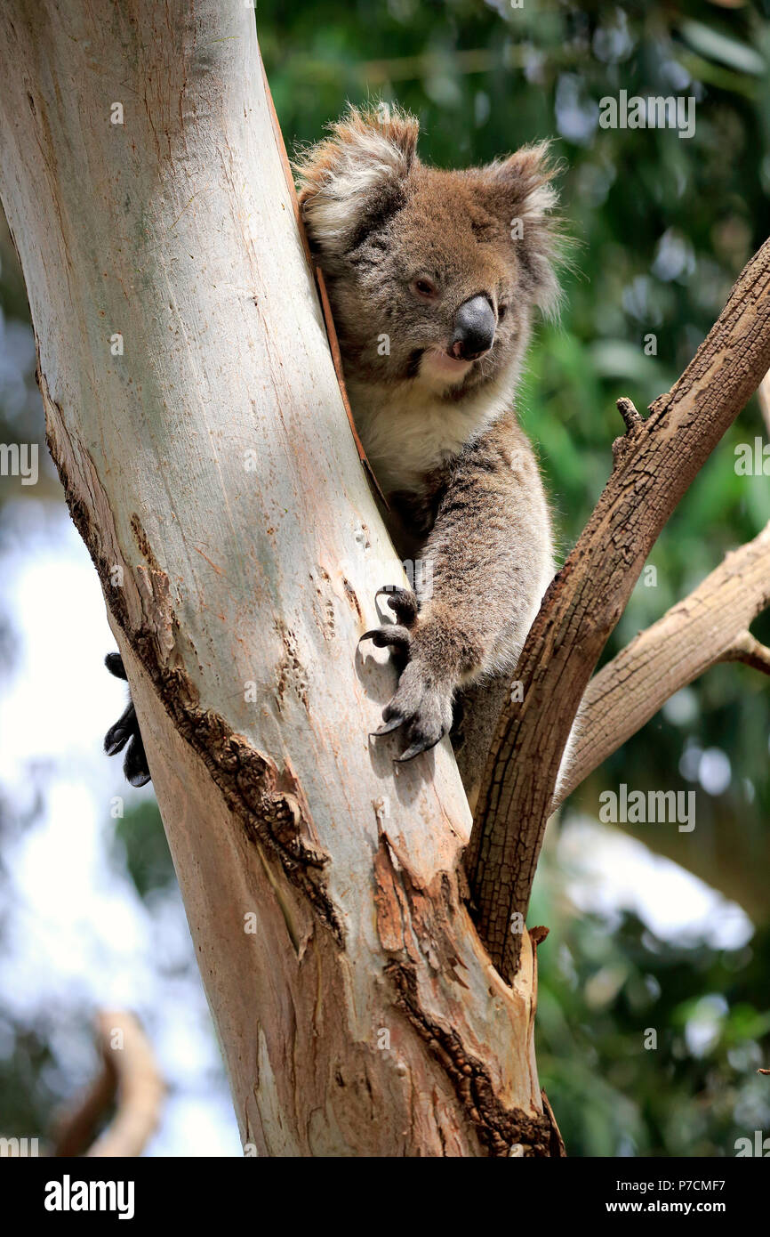 Il Koala, adulto su albero, Mount Lofty, South Australia, Australia (Phascolarctos cinereus) Foto Stock
