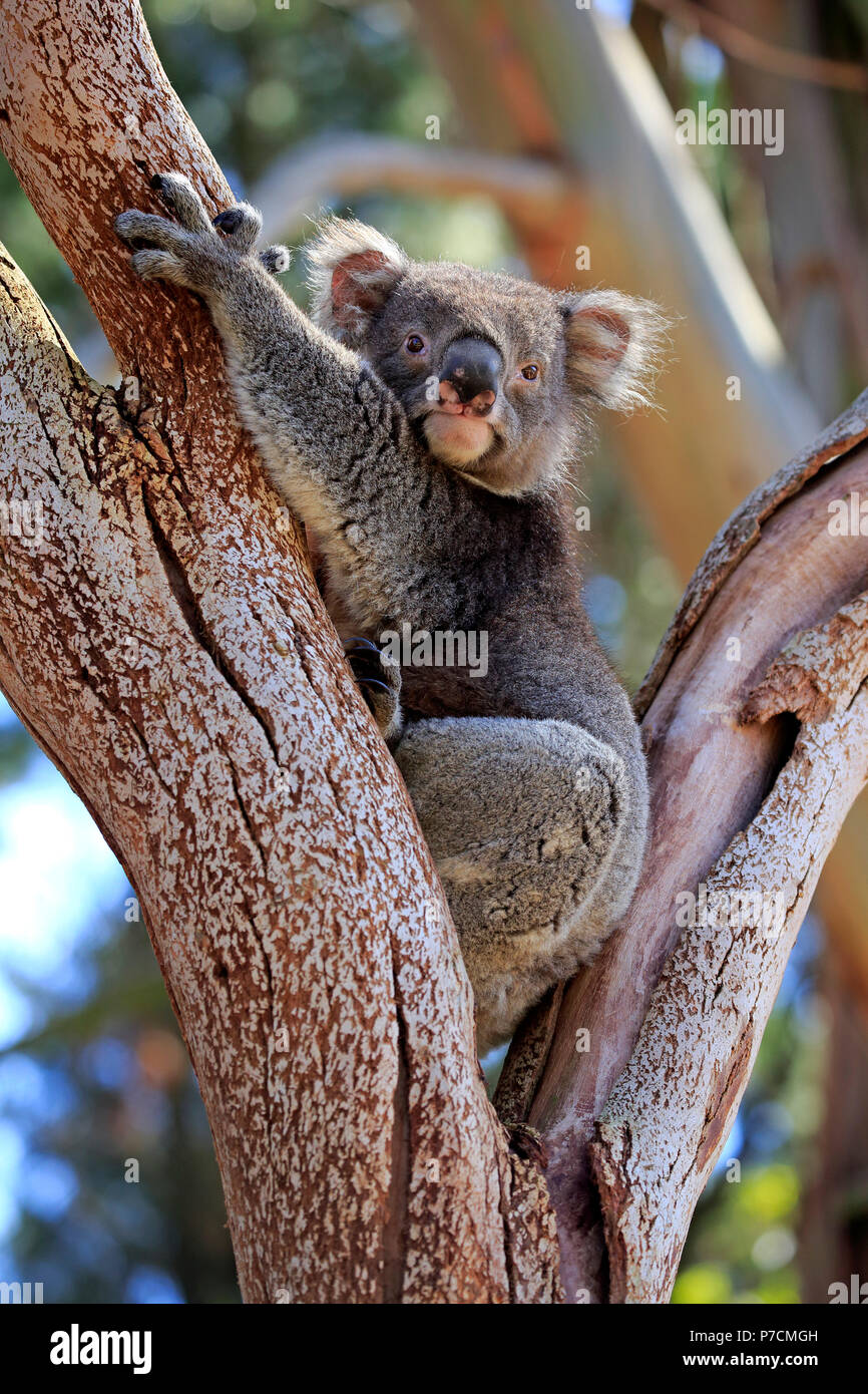 Il Koala, adulto su albero, Kangaroo Island, South Australia, Australia (Phascolarctos cinereus) Foto Stock