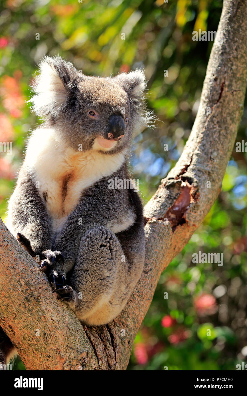 Il Koala, adulto su albero, Kangaroo Island, South Australia, Australia (Phascolarctos cinereus) Foto Stock