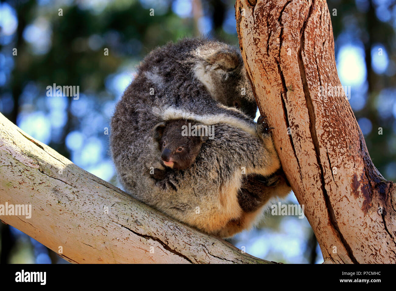 Il Koala, adulti con i giovani sulla struttura, Kangaroo Island, South Australia, Australia (Phascolarctos cinereus) Foto Stock