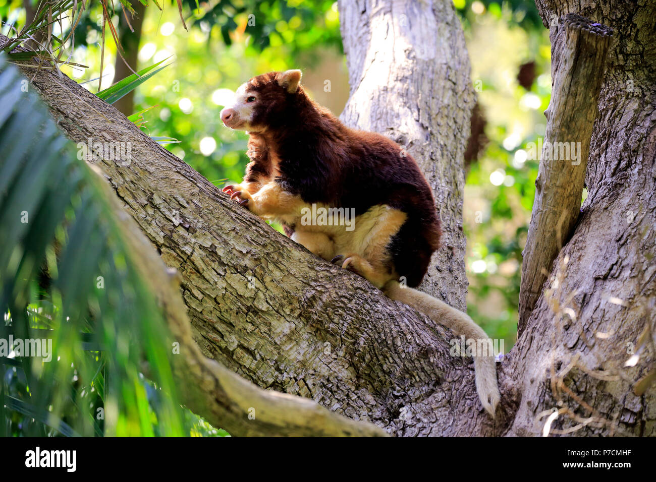 Matschie's Tree Kangaroo, adulti su albero appoggiato, Nuova Guinea, (Dendrolagus matschiei) Foto Stock