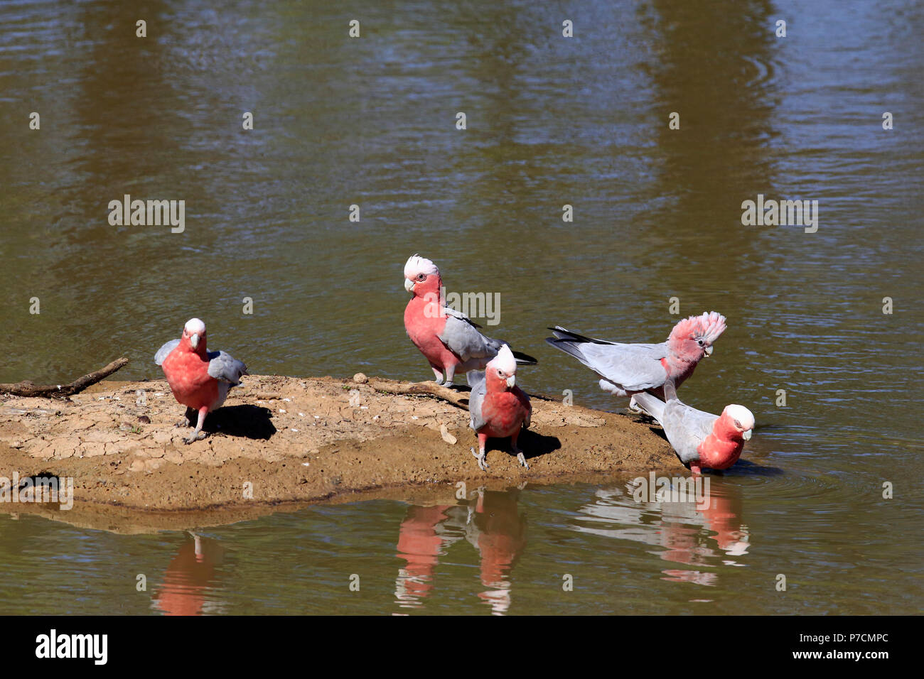 Galah, gruppo di adulti in acqua, Sturt Nationalpark, Nuovo Galles del Sud, Australia, (Eolophus roseicapillus) Foto Stock