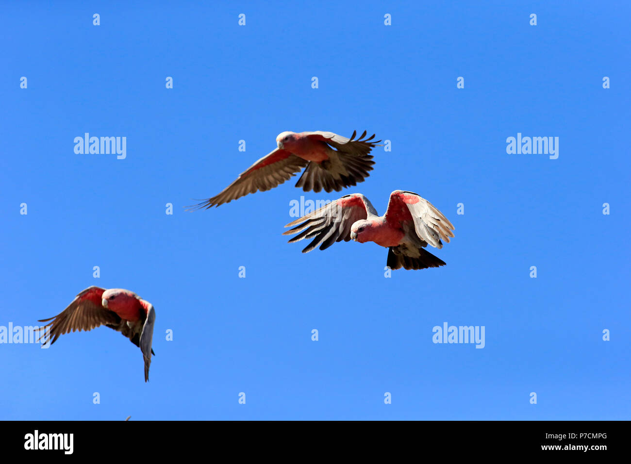 Galah, gruppo battenti, Sturt Nationalpark, Nuovo Galles del Sud, Australia, (Eolophus roseicapillus) Foto Stock