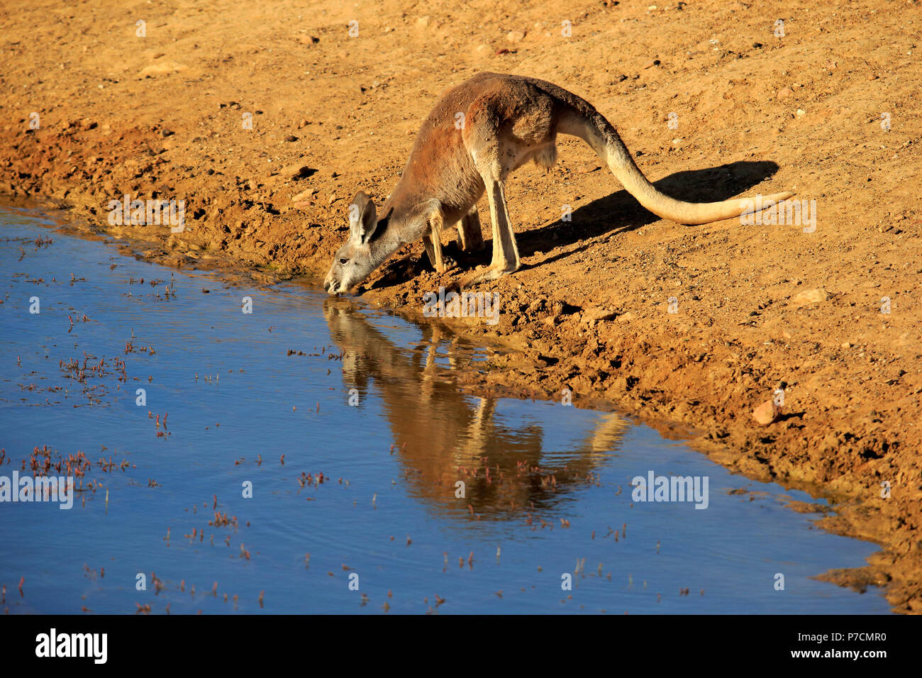 Canguro rosso, maschio adulto in acqua potabile, Sturt Nationalpark, Nuovo Galles del Sud, Australia, (Macropus rufus) Foto Stock