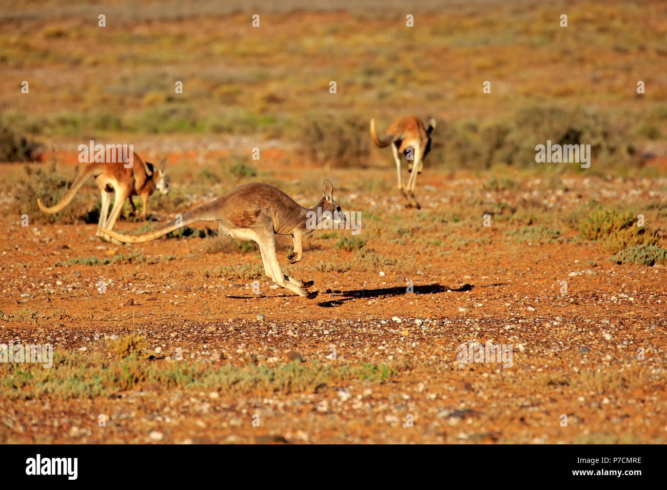Canguro rosso, gruppo di adulti jumping, Sturt Nationalpark, Nuovo Galles del Sud, Australia, (Macropus rufus) Foto Stock