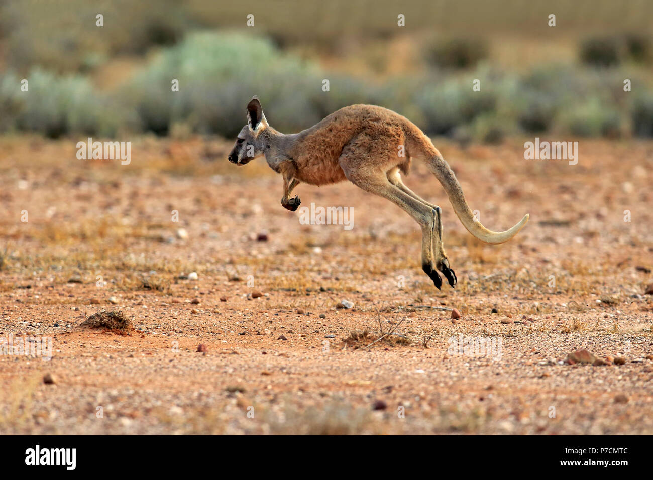 Canguro rosso, subadult jumping, Sturt Nationalpark, Nuovo Galles del Sud, Australia, (Macropus rufus) Foto Stock