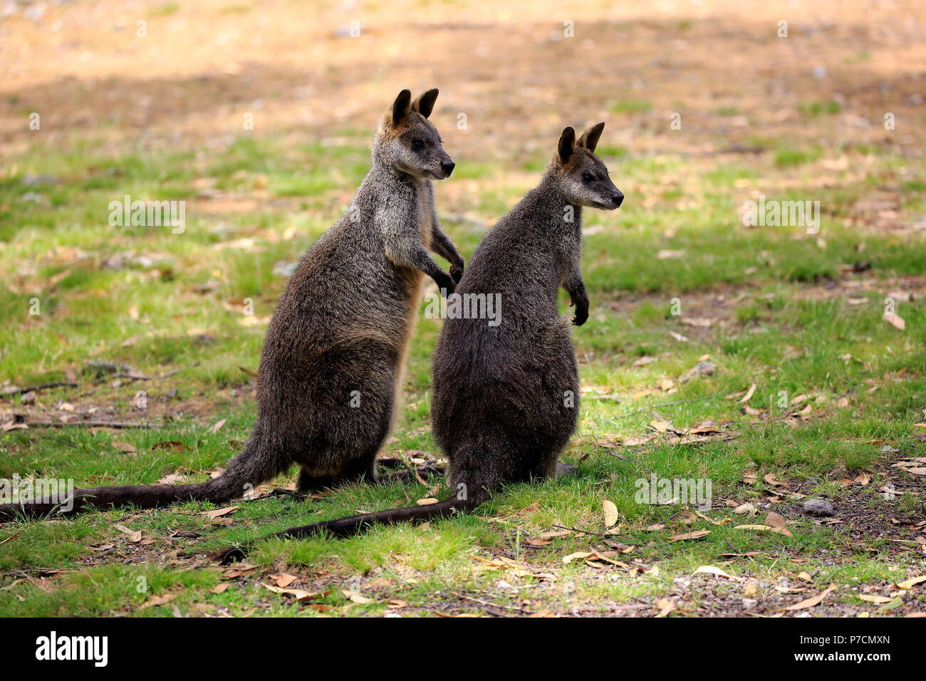 Swamp Wallaby, adulto giovane alert, Mount Lofty, South Australia, Australia (Wallabia bicolor) Foto Stock