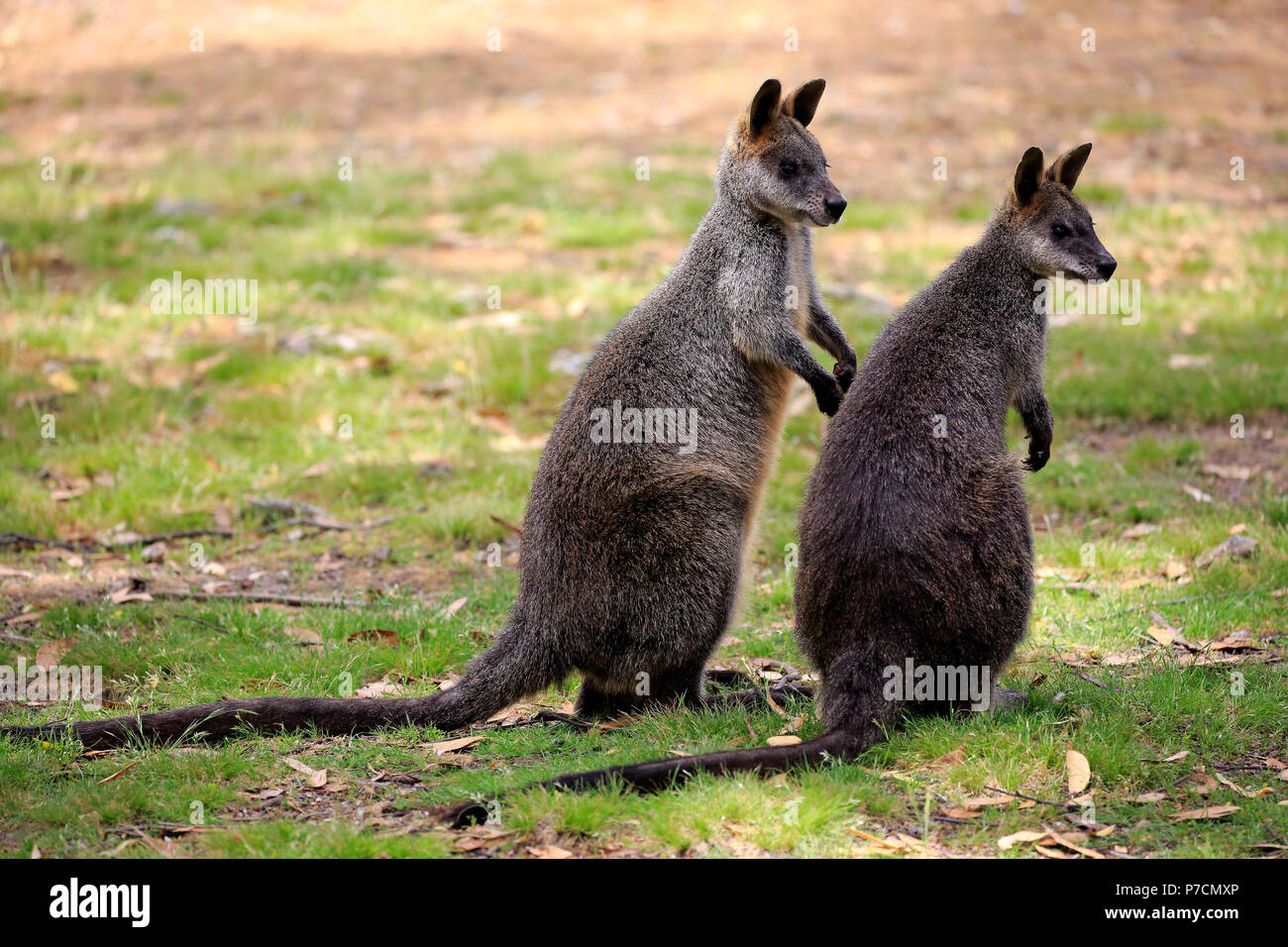 Swamp Wallaby, adulto giovane alert, Mount Lofty, South Australia, Australia (Wallabia bicolor) Foto Stock