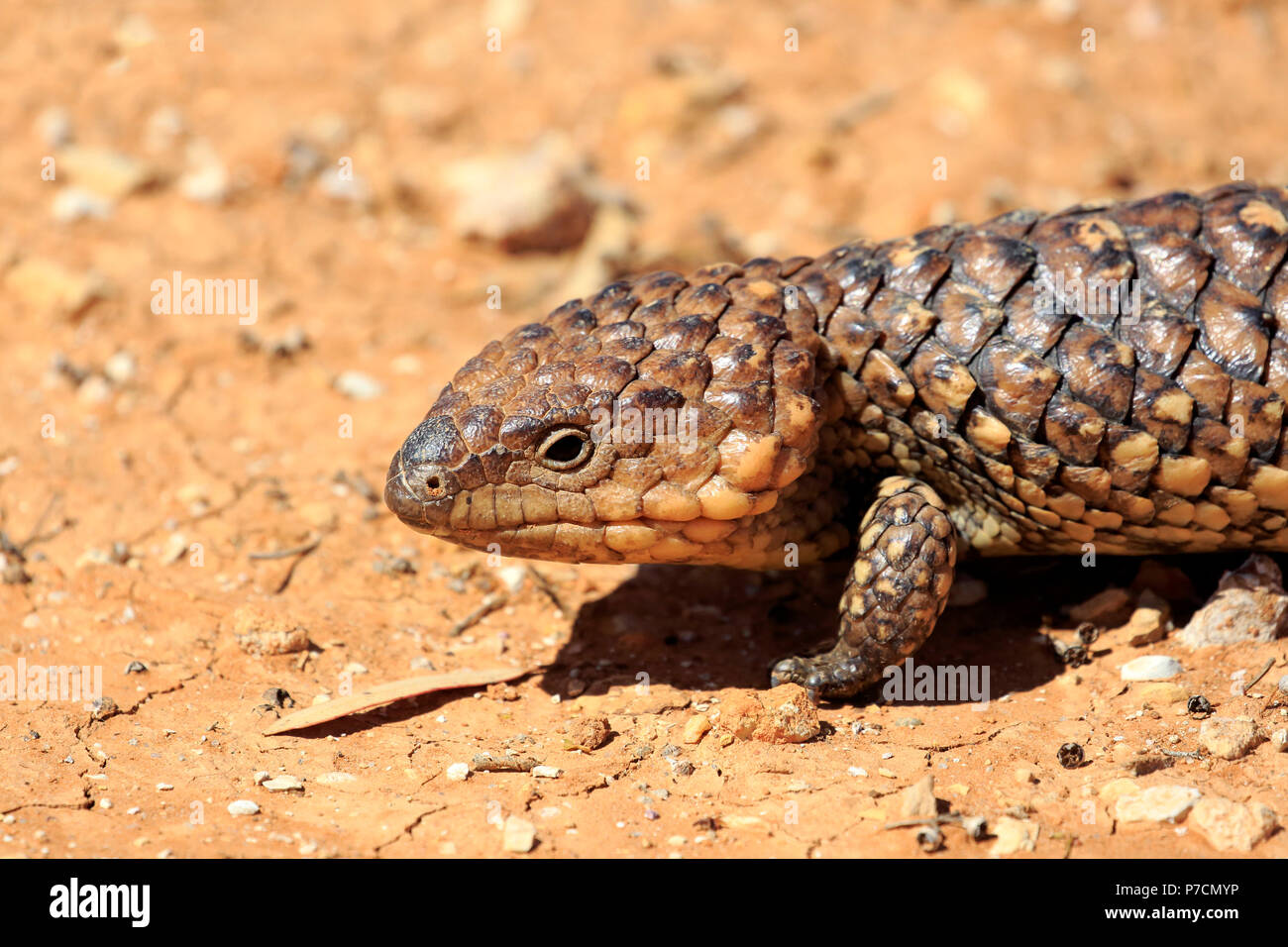 Tiliqua rugosa, shingle indietro, bobtail lizard, adulti ritratto, Sturt Nationalpark, Nuovo Galles del Sud, Australia, (Tiliqua rugosa) Foto Stock