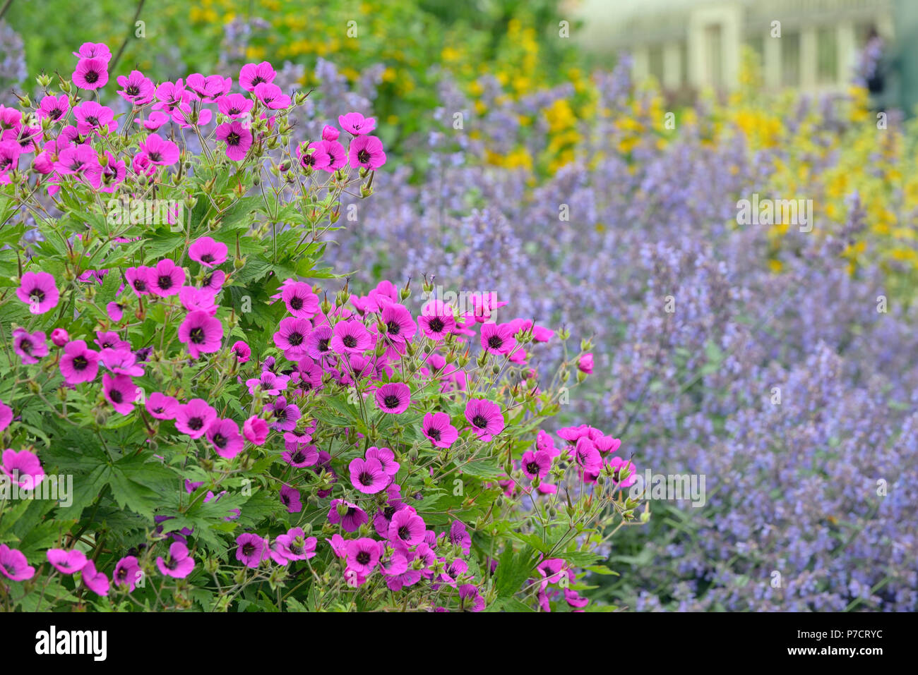 Di un bel colore rosa fiori di petunia (Petunia hybrida) in giardino Foto Stock