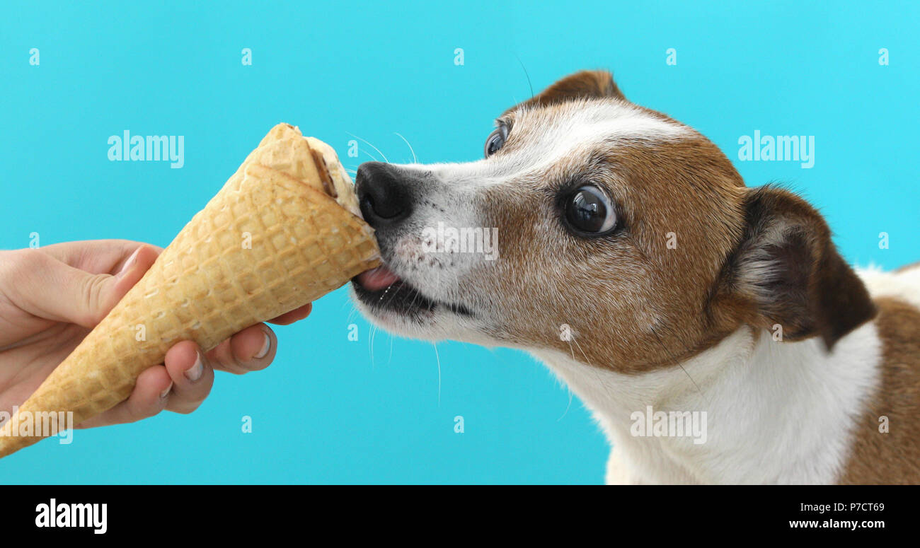Jack Russell cane a mangiare il gelato su un cono di cialda Foto Stock