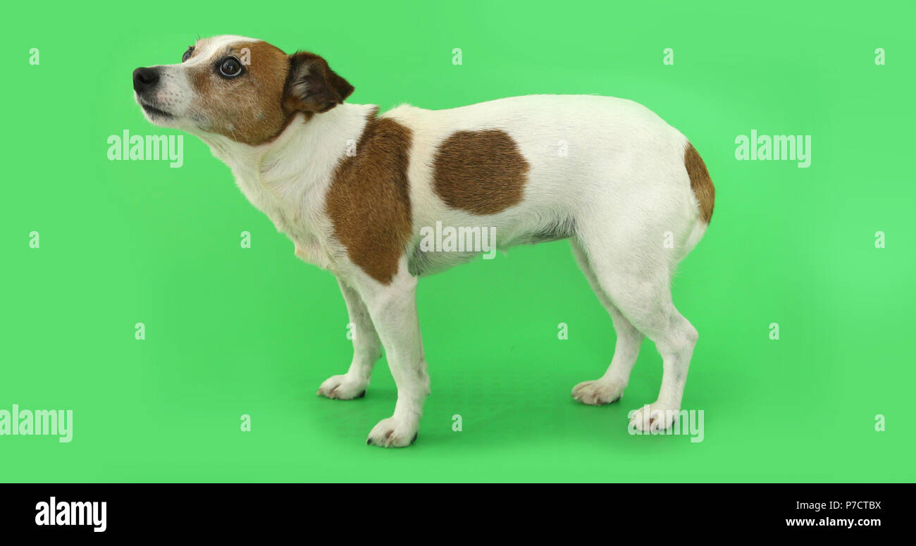 Cane Jack Russell Terrier ha paura di standing e tremore Foto Stock