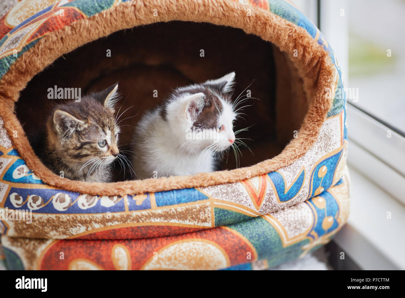 Due piccoli gattini, grigio e bianco, peep al di fuori della loro casa Foto Stock