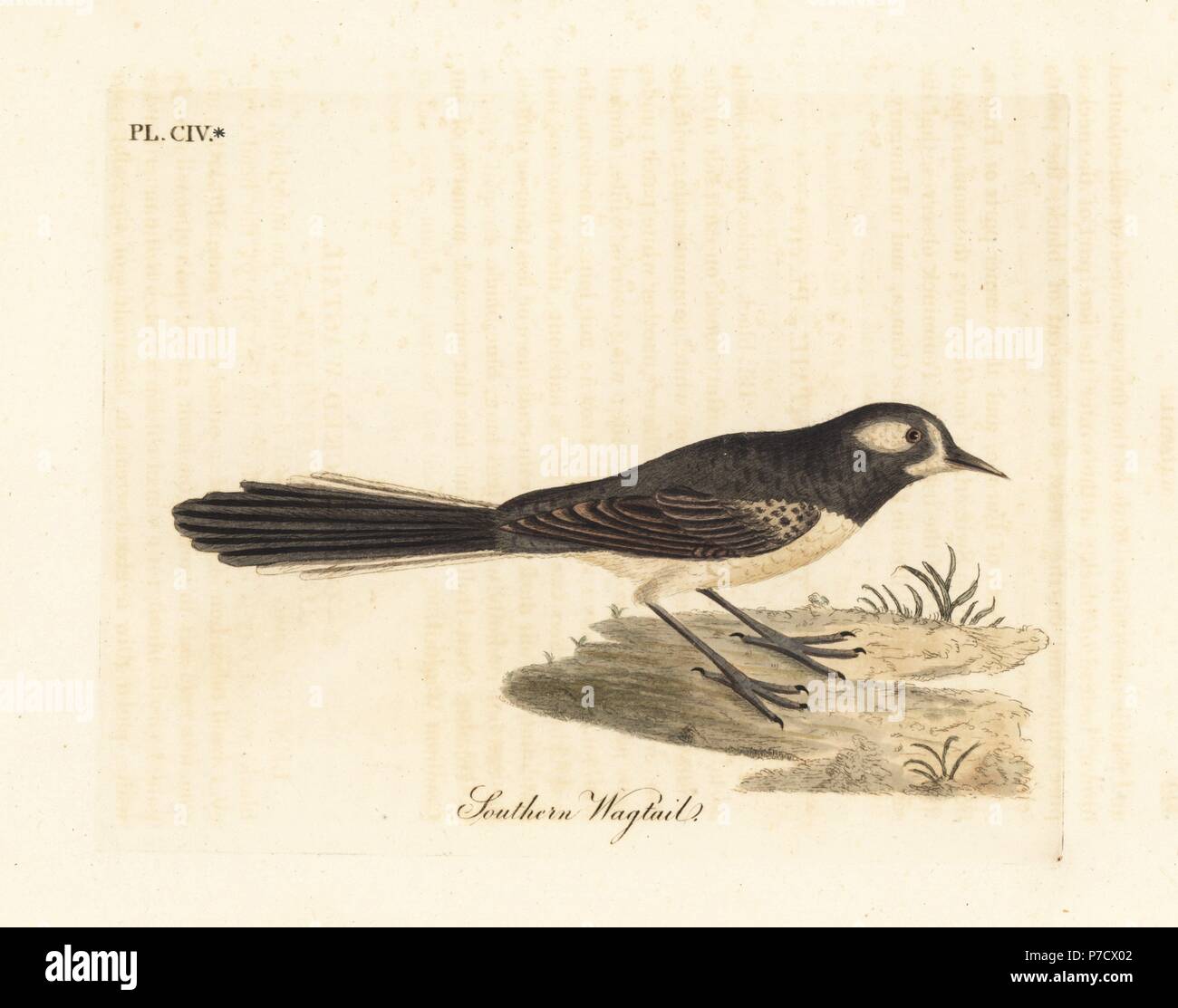 Grigio a fiocco, Rhipidura albiscapa (Southern wagtail, basata su un dipinto del Port Jackson pittore). Copperplate Handcolored disegnato e inciso da John Latham dal proprio una storia generale di uccelli, Winchester, 1823. Foto Stock