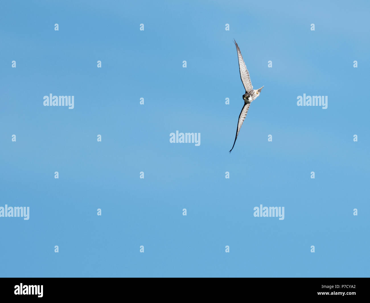 Un Hobby (Falco Subbuteo®) in volo contro un cielo blu, Oxfordshire Foto Stock