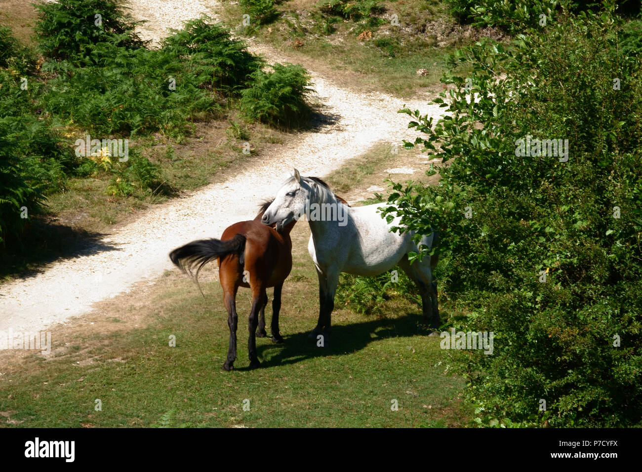 Bramshaw, Hampshire, Regno Unito - Luglio 2018 iconico 'New Forest pony' pascolare su Bramshaw Golf Club Il sesto foro nella nuova foresta, Hampshire, sud del Regno Unito Foto Stock