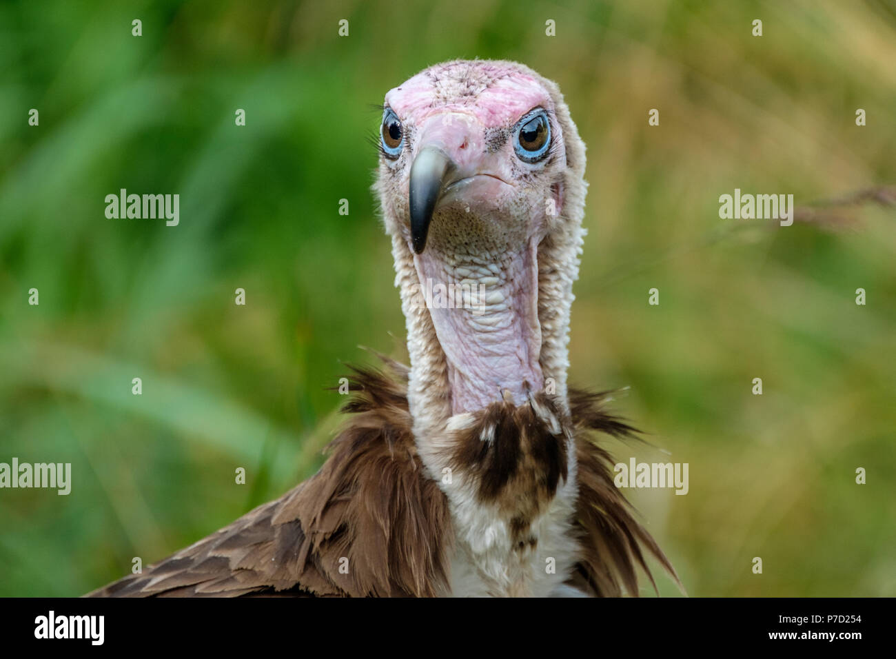 Ritratto di un avvoltoio con cappuccio Foto Stock
